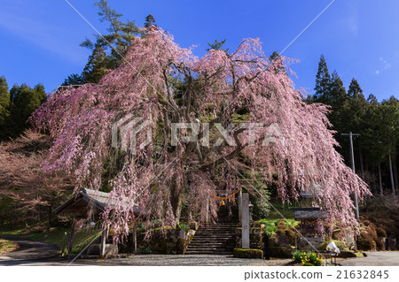 在森山神社岐阜縣下呂市東原町Yomi垂枝櫻花 在森山神社岐阜縣下呂市東原町Yomi垂枝櫻花 21632845