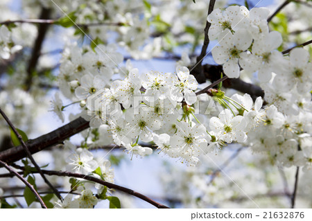 cherry blossoms,  spring 21632876