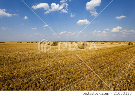 haystacks straw ,  summer 21633133