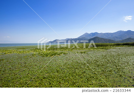 the lake . summertime  21633344