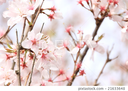 Cherry Blossoms Cherry Blossoms 21633648