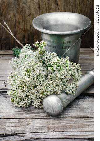 Bush medicinal plant 21633653