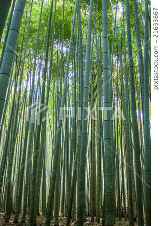 Green bamboo forest Green bamboo forest 21633667
