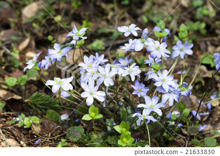 spring flowers , forest 21633830