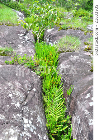 Grass in rock breaking Phu Hin Rong Kla 21633935