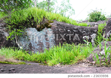 grass view on stone in Phu Hin Rong Kla 21633936