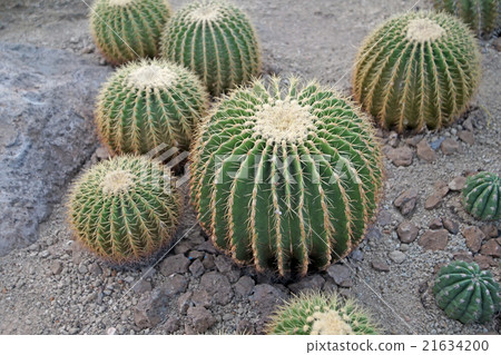 large cactus in the botanical gardens large cactus in the botanical gardens 21634200