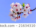 Japanese sakura blossom  21634310