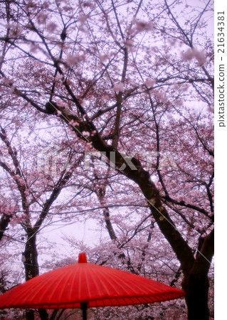 平野神社的櫻花軟過濾器 平野神社的櫻花軟過濾器 21634381