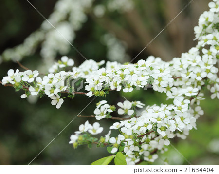 繡線 繡線 21634404