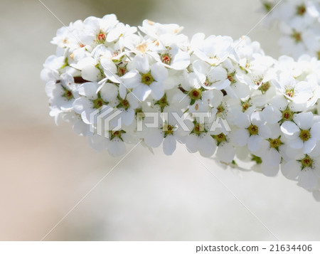 繡線 繡線 21634406