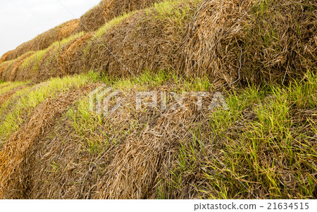 wheat germ , sprout  21634515