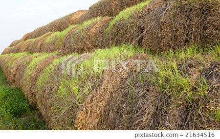 straw   of wheat 21634516