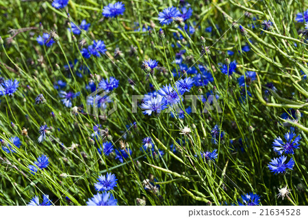 corn flower , summer corn flower , summer 21634528