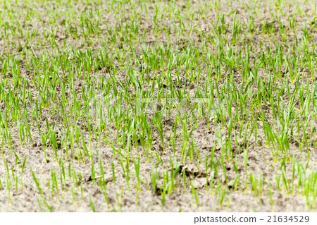 immature cereals , wheat immature cereals , wheat 21634529