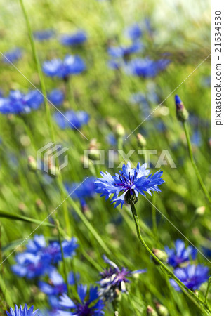 cornflower , summer. weed cornflower , summer. weed 21634530