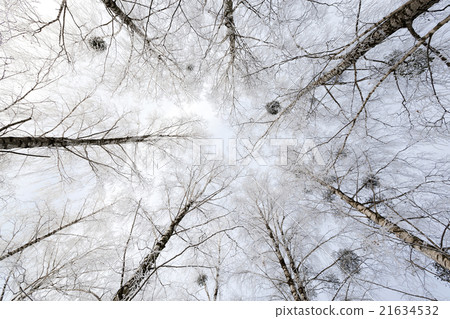 forest winter season 21634532