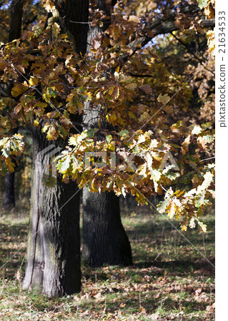 the trees ,  autumn   21634533