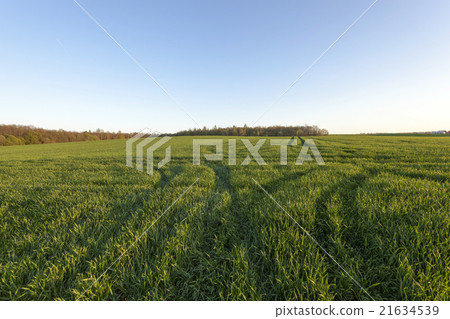 immature cereals , field immature cereals , field 21634539