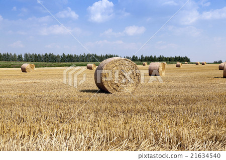harvesting cereals. bales harvesting cereals. bales 21634540