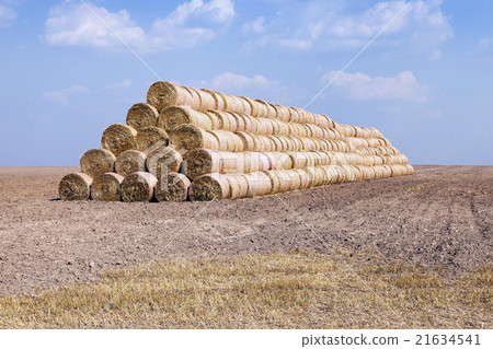 haystacks piled straw haystacks piled straw 21634541