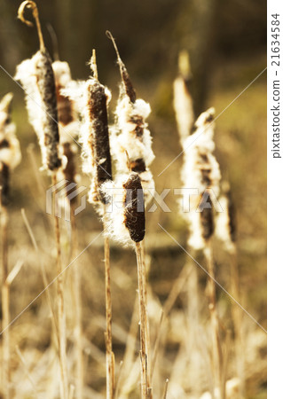 Yellow reeds spring Yellow reeds spring 21634584