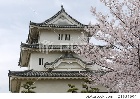 Marugame城堡Tenshi和櫻花 Marugame城堡Tenshi和櫻花 21634604