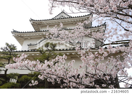 Marugame城堡Tenshi和櫻花 Marugame城堡Tenshi和櫻花 21634605