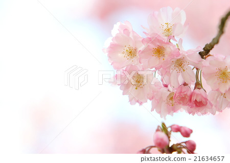 Cherry blossoms Cherry blossoms 21634657