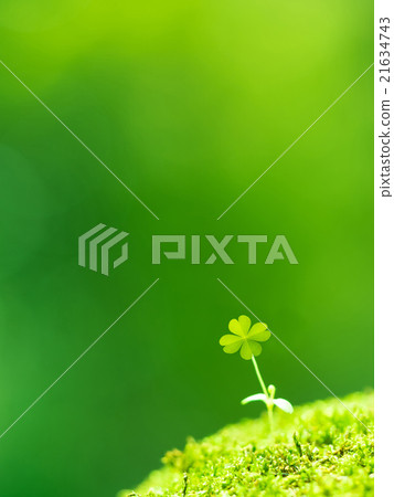 The sprout of four leaves clover 21634743