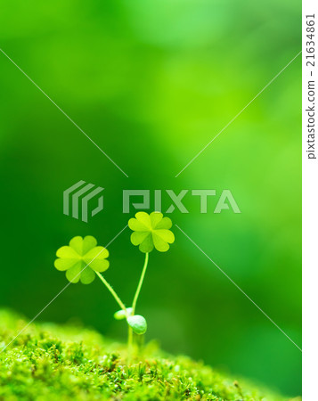 The sprout of four leaves clover 21634861