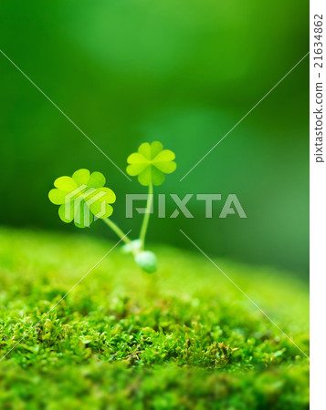 The sprout of four leaves clover 21634862