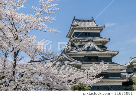 信州國寶松本城Tamamori和櫻花 信州國寶松本城Tamamori和櫻花 21635091