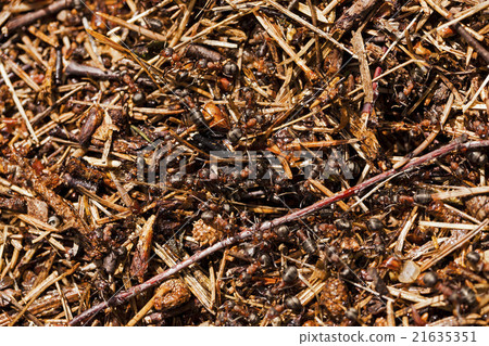 ant hill .  close up   21635351