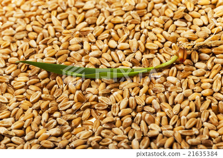 wheat , close up wheat , close up 21635384
