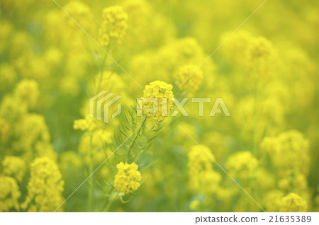 Rape blossoms Rape blossoms 21635389