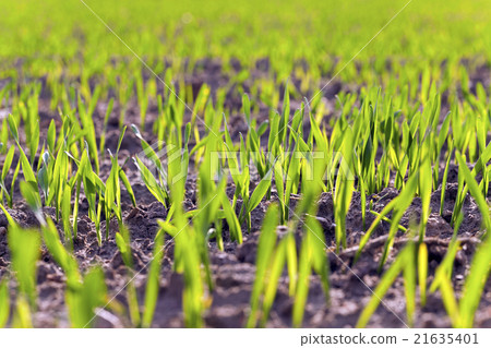 wheat germ , field wheat germ , field 21635401