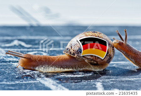 snail with the colors of Germany flag 21635435