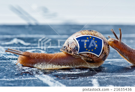 snail with the colors of Europe flag  21635436