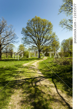 Dirt road ,  spring   21635577