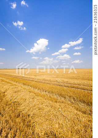 grow ripe wheat. grow ripe wheat. 21636315