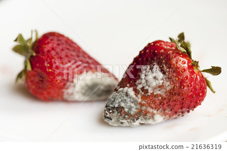 mold on strawberries. close-up mold on strawberries. close-up 21636319