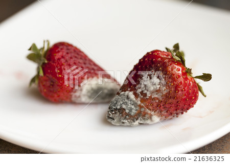 mold on strawberries   21636325