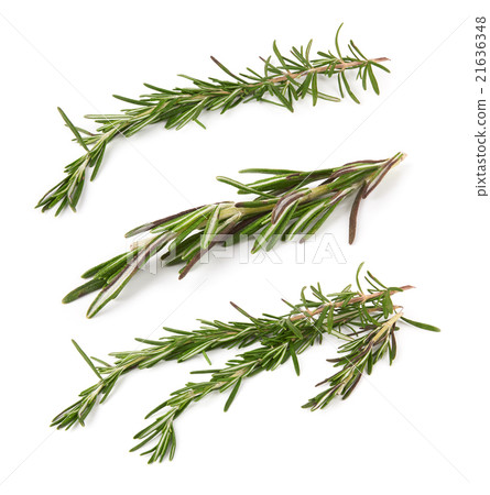 rosemary rosemary 21636348