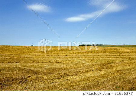 agricultural field .  wheat   21636377