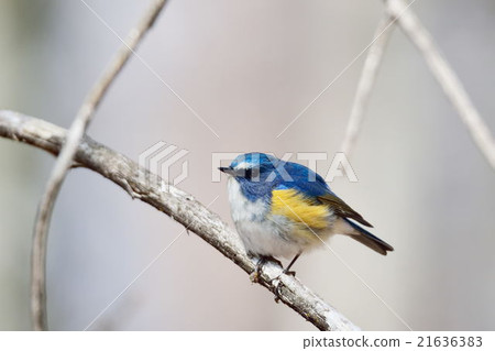 Blue bird Ruribitaki Blue bird Ruribitaki 21636383