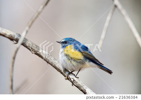 Blue bird Ruribitaki Blue bird Ruribitaki 21636384