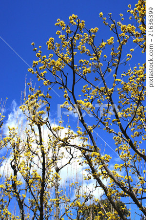 Flower of Sanshui Flower of Sanshui 21636399