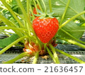 Cute red heart strawberry 21636457