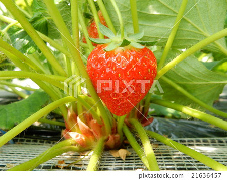 Cute red heart strawberry Cute red heart strawberry 21636457